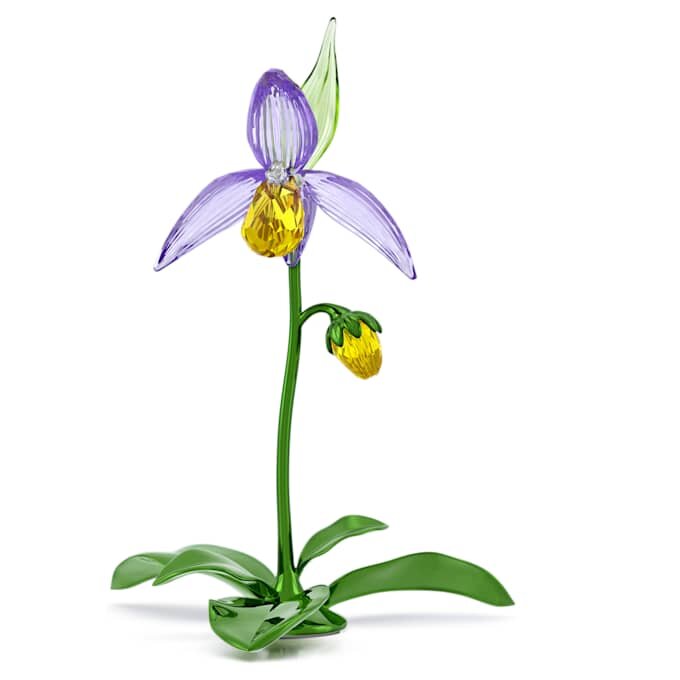 Florere Frauenschuh-Orchidee Florere Frauenschuh-Orchidee