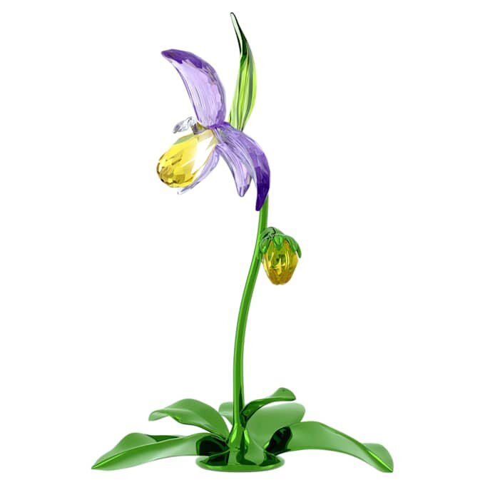 Florere Frauenschuh-Orchidee Florere Frauenschuh-Orchidee